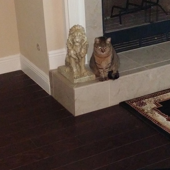 My Fur Babies!!! - Picture 5 of 8